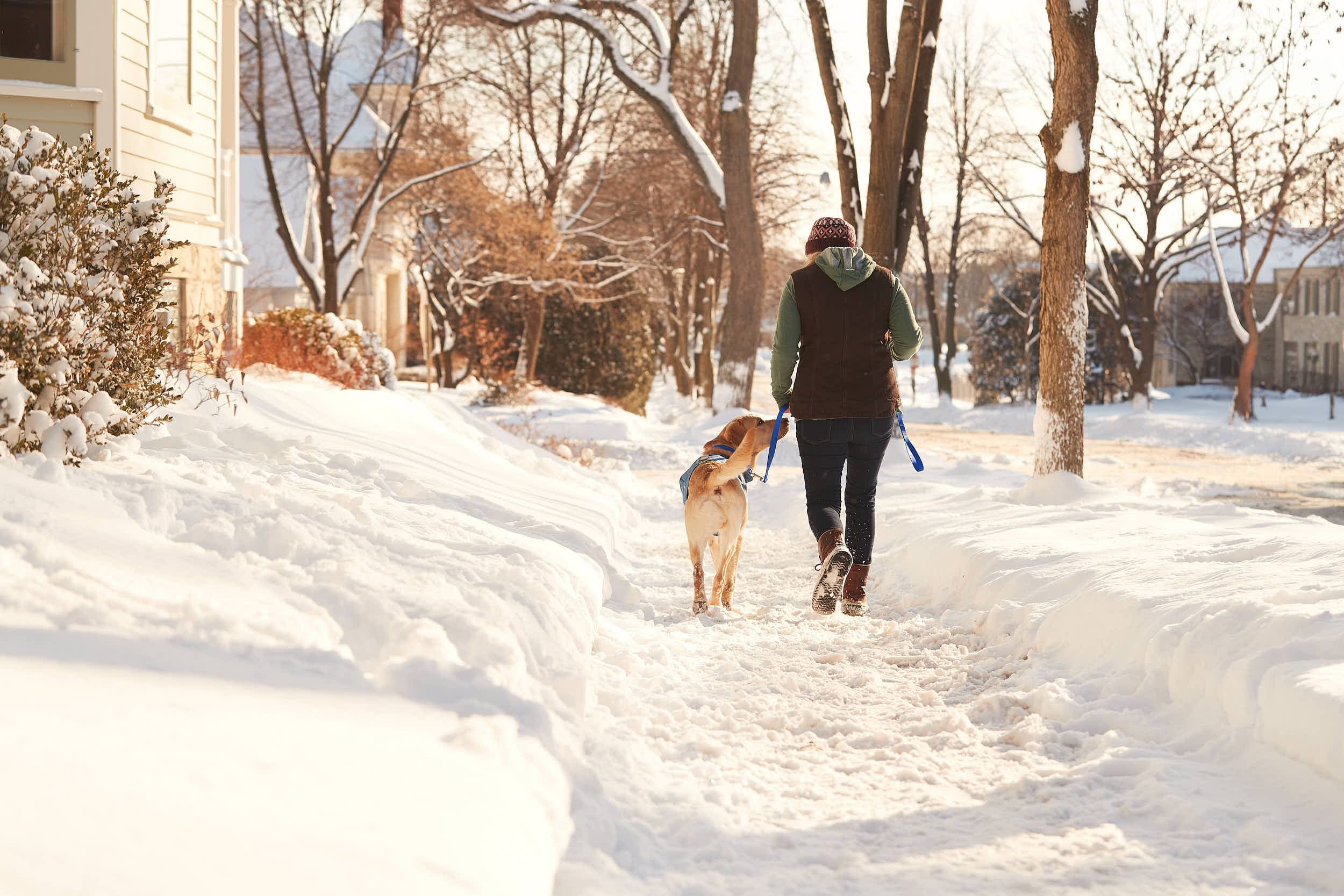 ff_012319_dogs_outside_0361